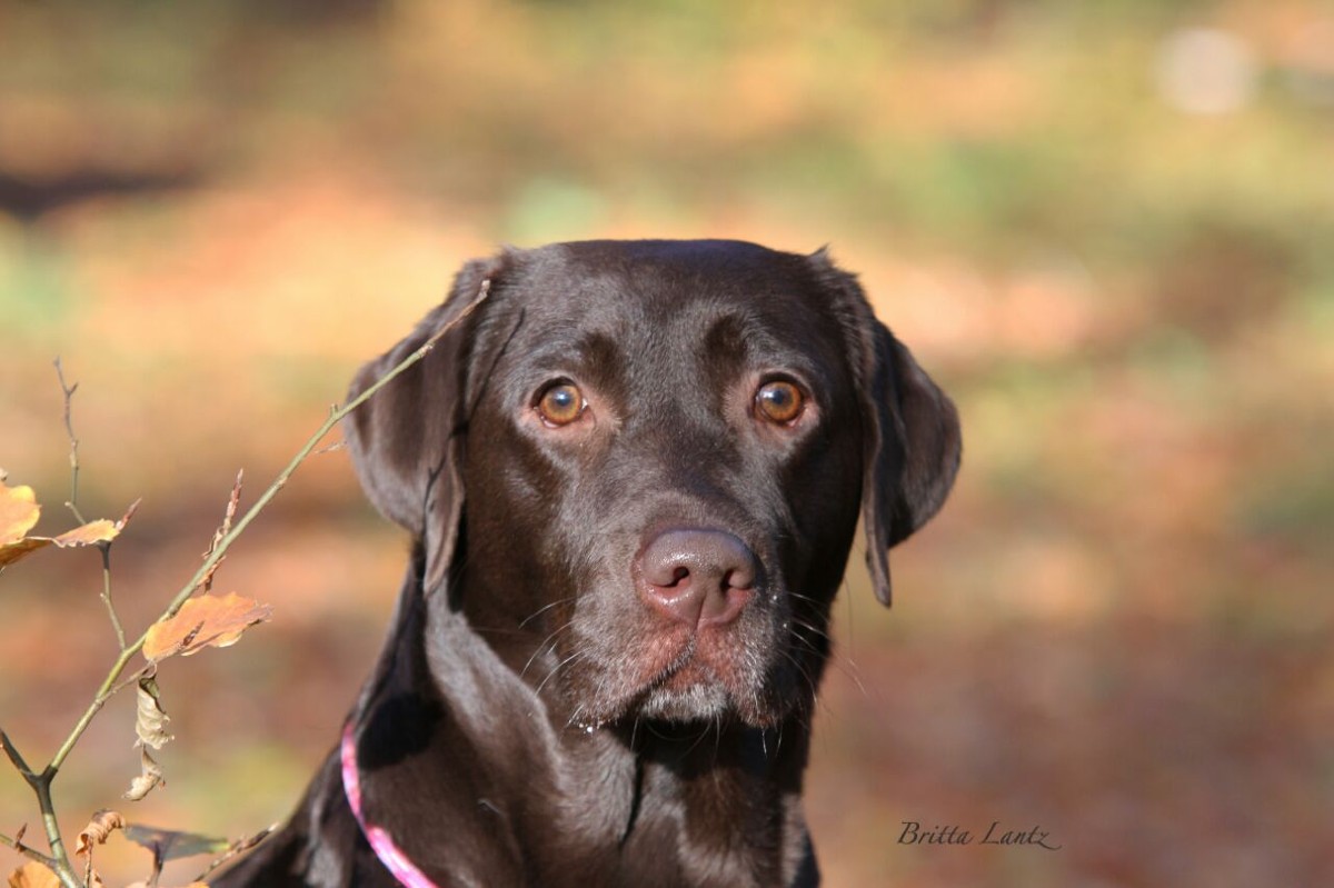 From Birges Home Labrador Retriever Unsere Hunde